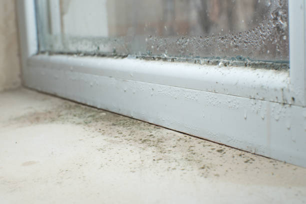 Why You Should Choose Our Mold Remediation Services in Torrington, WY